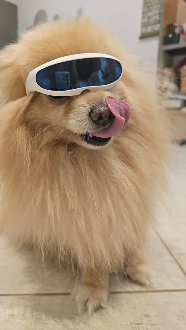 Pomeranian on Ko Samui tries on goggles and toys with props