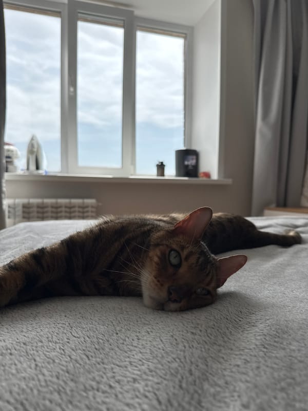 Morning routine: face mask application and cat lounging documented