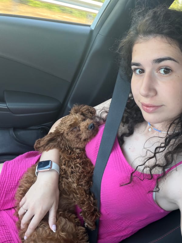 Sleeping poodle mix riding along in a car, Cherna Gora