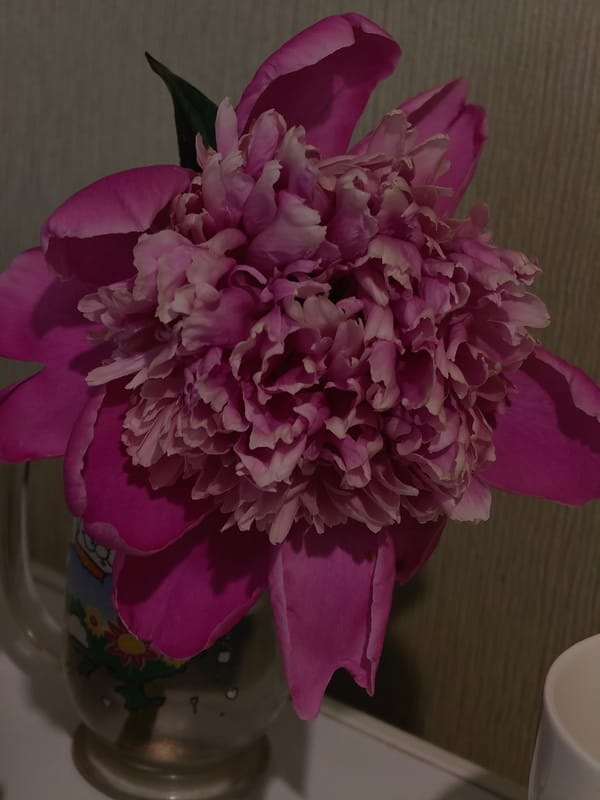 Pink peonies bloom, chinchilla observed in Hadiach, Ukraine