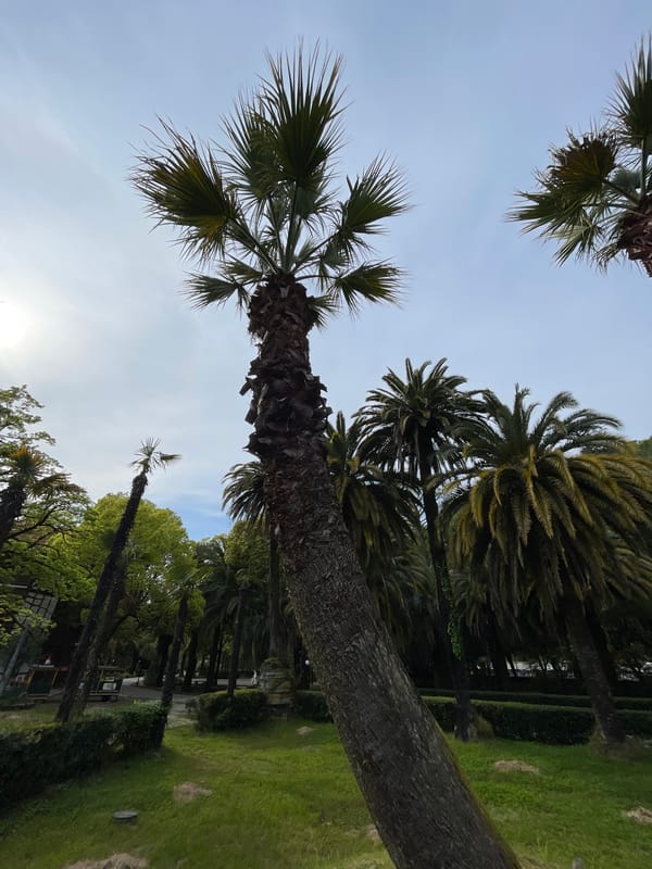 Peaceful park visit captured in subtropical Abaata, Abkhazia