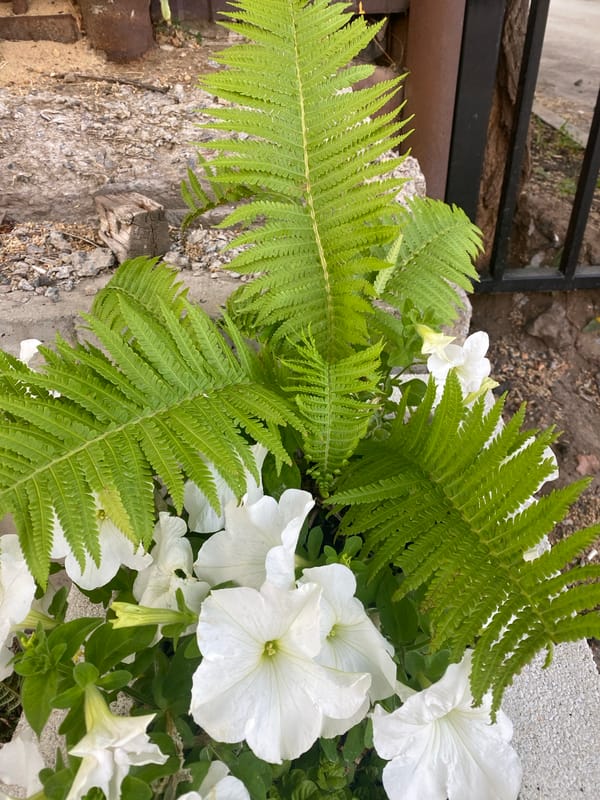 White petunias and ferns in a Voronezh outdoor setting
