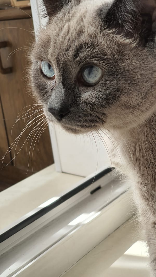 Siamese cat relaxing by a sunlit windowsill in Krasnoyarsk