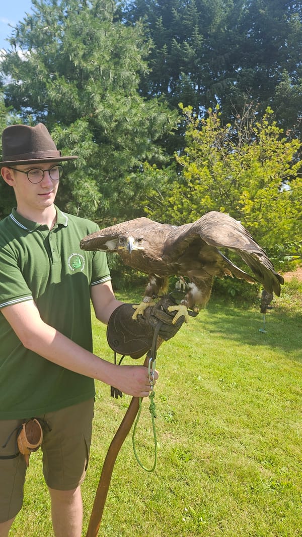 Slovak forestry public event features live falconry display in Prešov