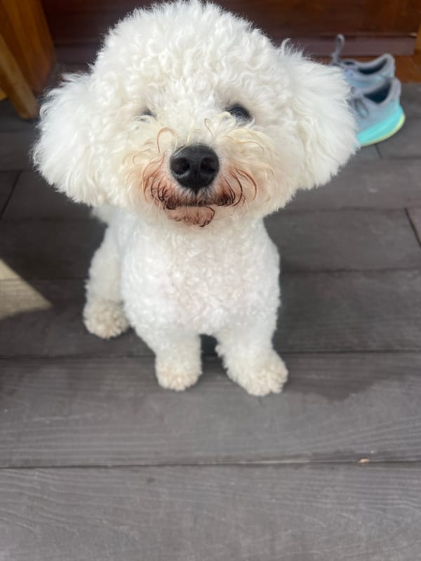 Poolside downtime with a Bichon Frise in Kediri