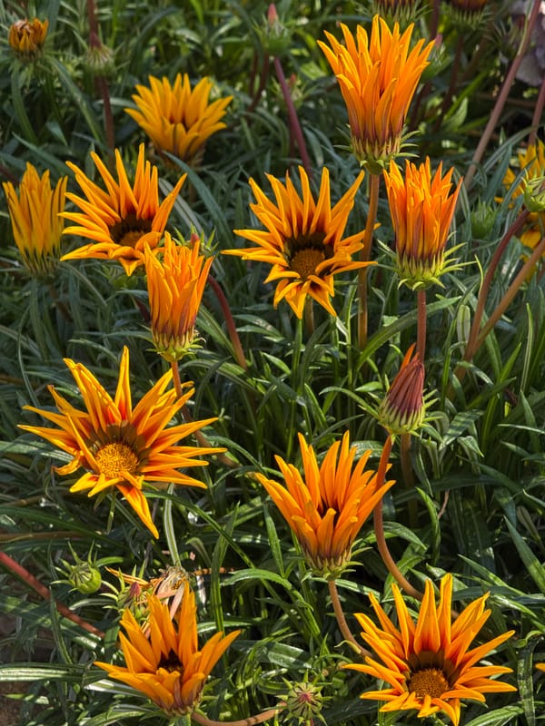 Spring scenes documented in Sirius, Russia's modern public spaces