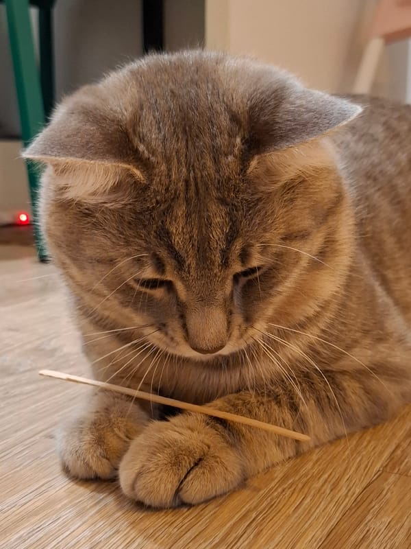 Gray tabby cat plays and lounges around a Zemun apartment