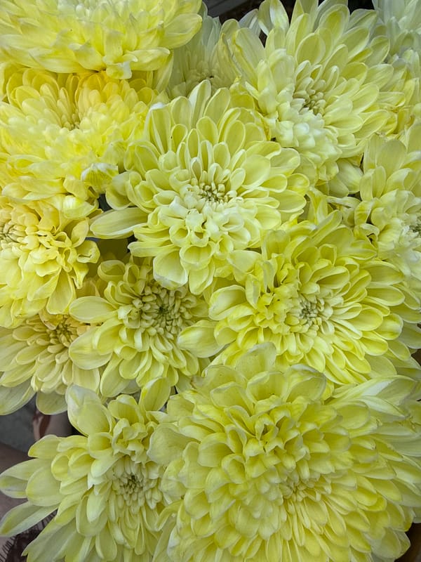 Afternoon out with a yellow chrysanthemum bouquet