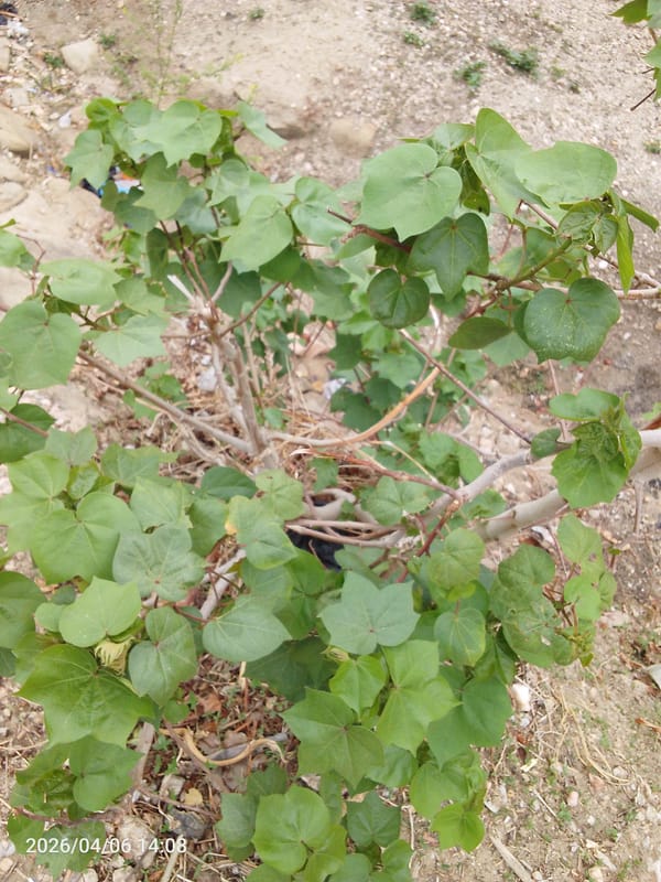 Cotton plant documented growing in dry soil, Lokoja Nigeria