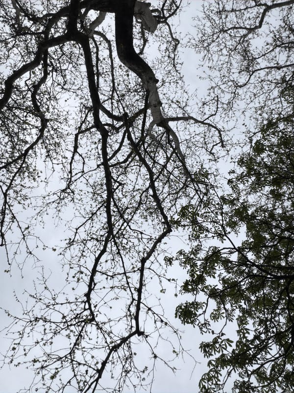 Spring day walk through Plovdiv parks captures flowers, trees, cat