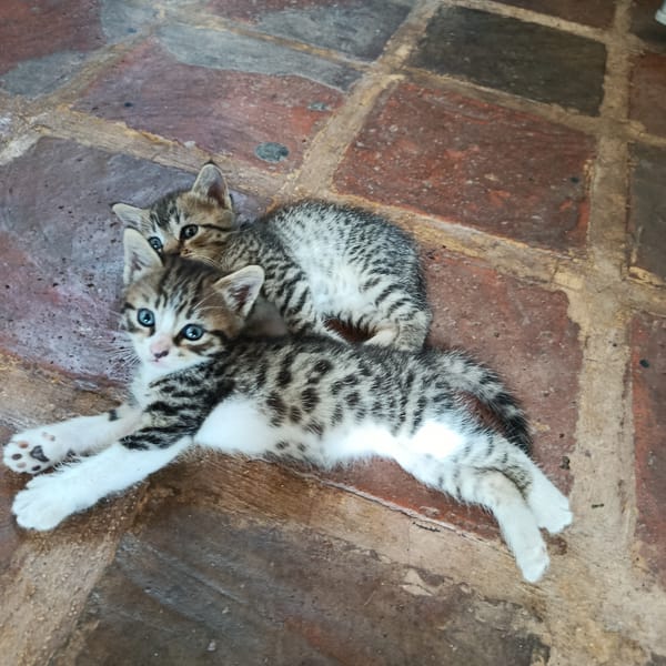 Two tabby kittens rest on paved surface in Venezuela