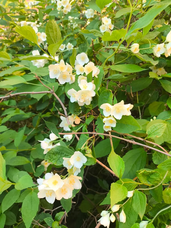 Evening garden walk documents blooming flowers and park features