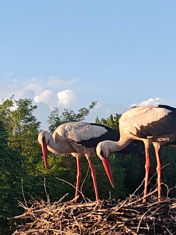 White storks observed in nest, one departs while other stays