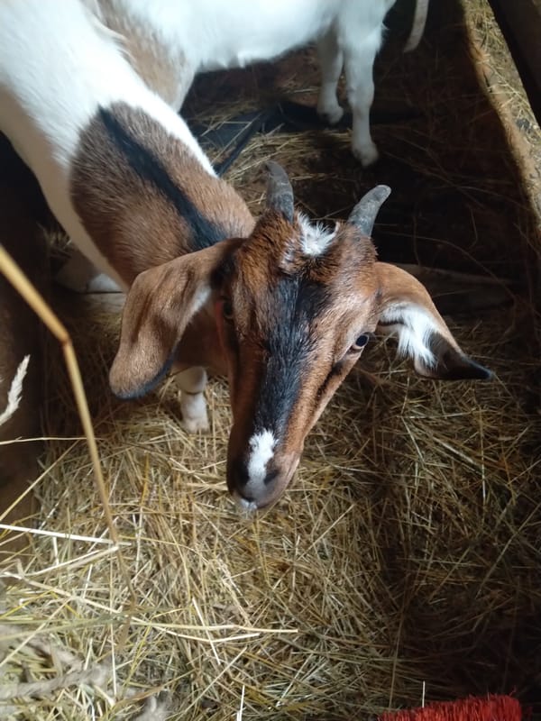 Brown and white goat looks up from a hay-filled pen