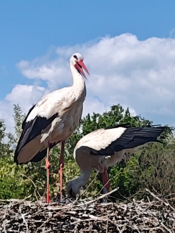 White storks observed nesting behavior in elevated stick nest