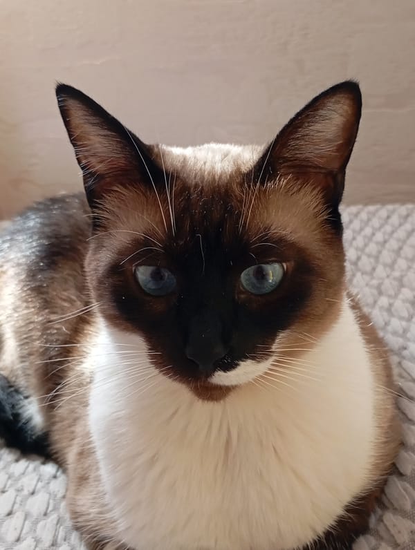Siamese cat portraits in a Batumi interior