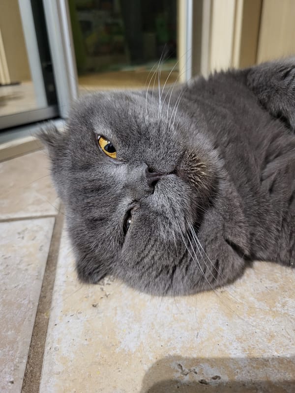 Gray cat lounging at home, evening apartment views