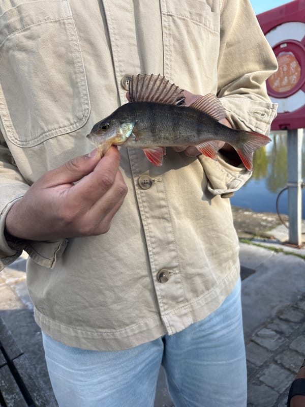 Spring afternoon scenes documented around Antwerp's historic waterfront marina