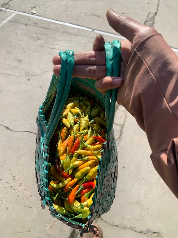 Rural morning scenes captured in Karangkemiri: chili harvest, cat