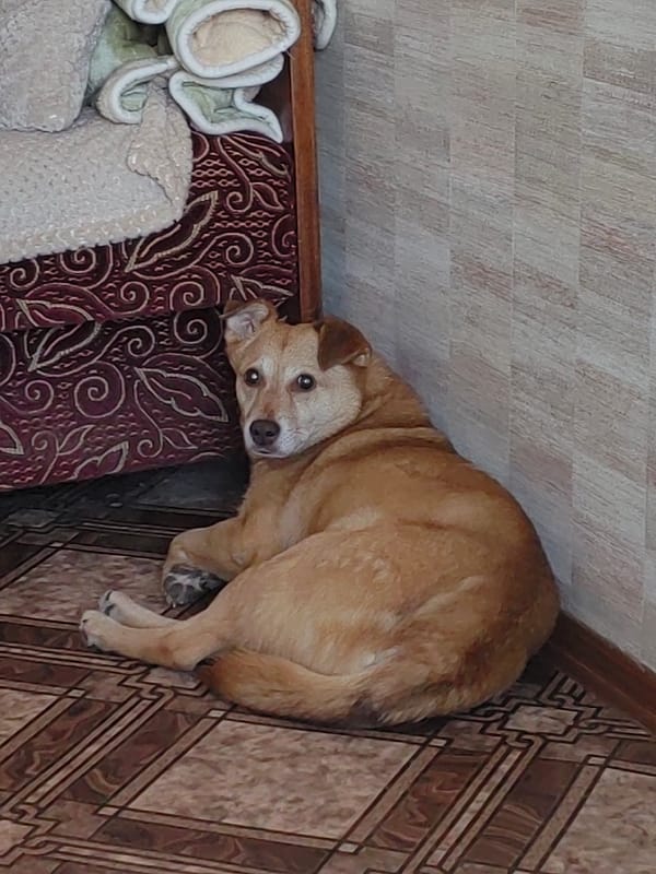 A dog at home, apartment building outside