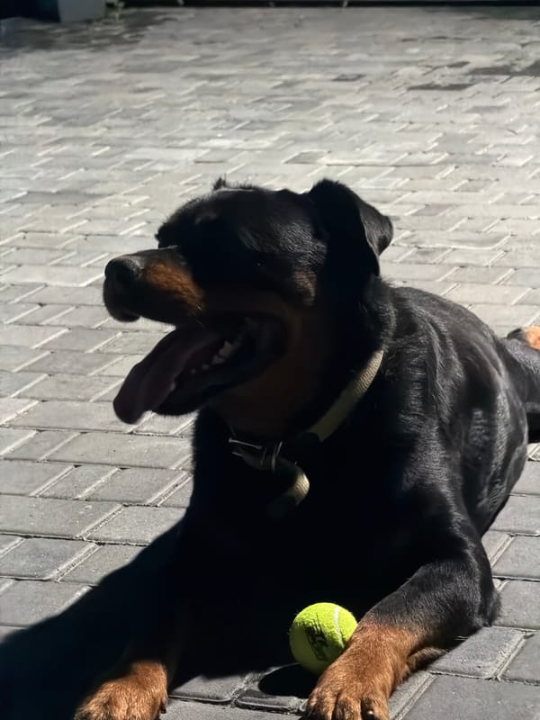 Rottweiler chills with a tennis ball, plus roses and a BMW