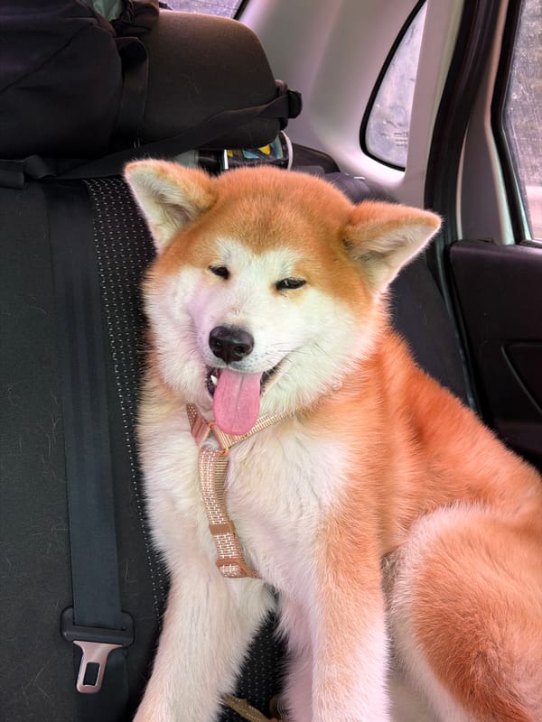 Akita dog rests comfortably in vehicle in Russia