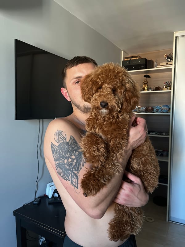 Brown poodle resting and held, Warsaw apartment