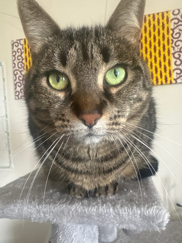 Brown tabby cat photographed with tilted head in France