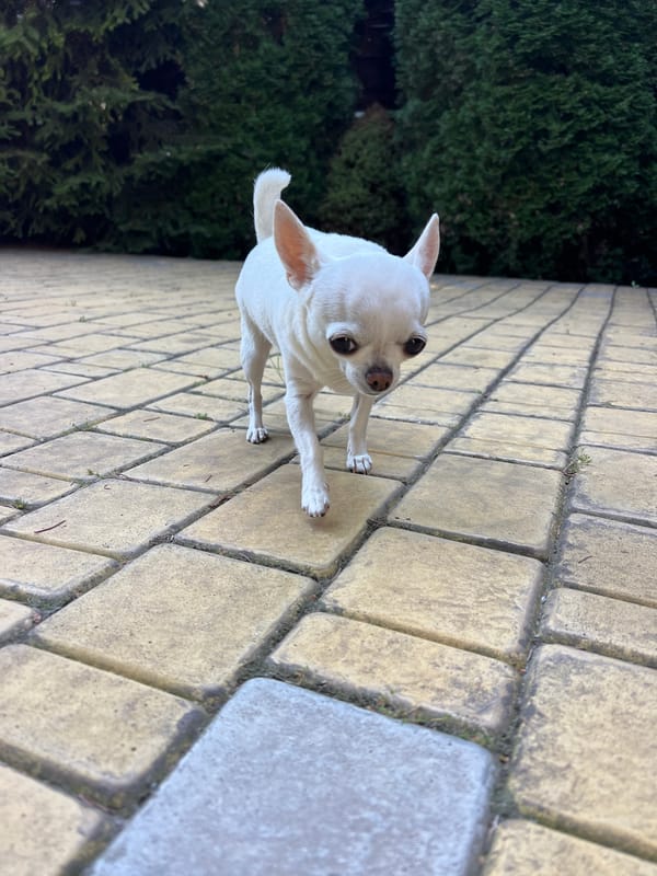 White chihuahua on a summer morning walk through Fontanka gardens