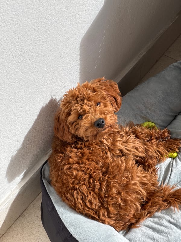 Dog rests in bed with toy in Montenegro morning