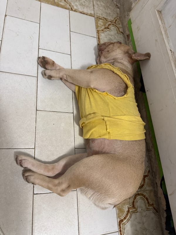 French Bulldogs deep in afternoon naps, San Benedetto del Tronto