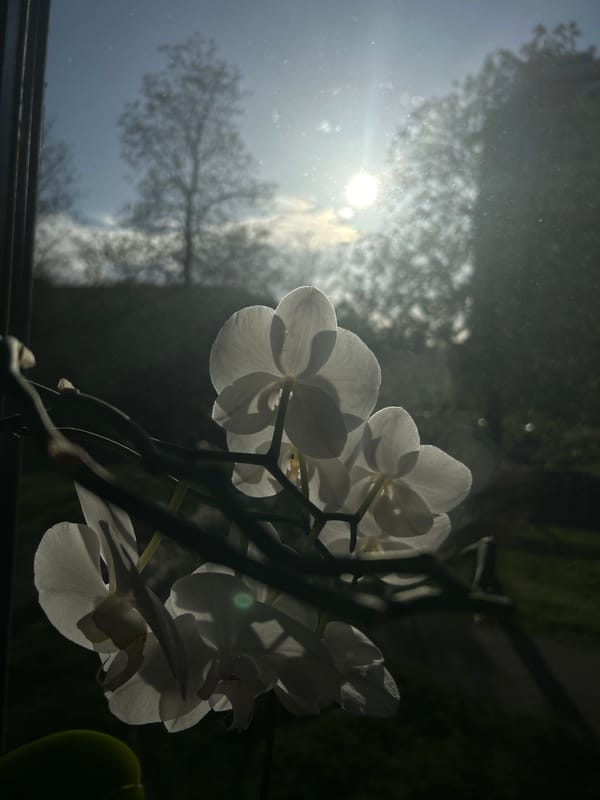 White orchids bloom in sunlit window in Karlsruhe