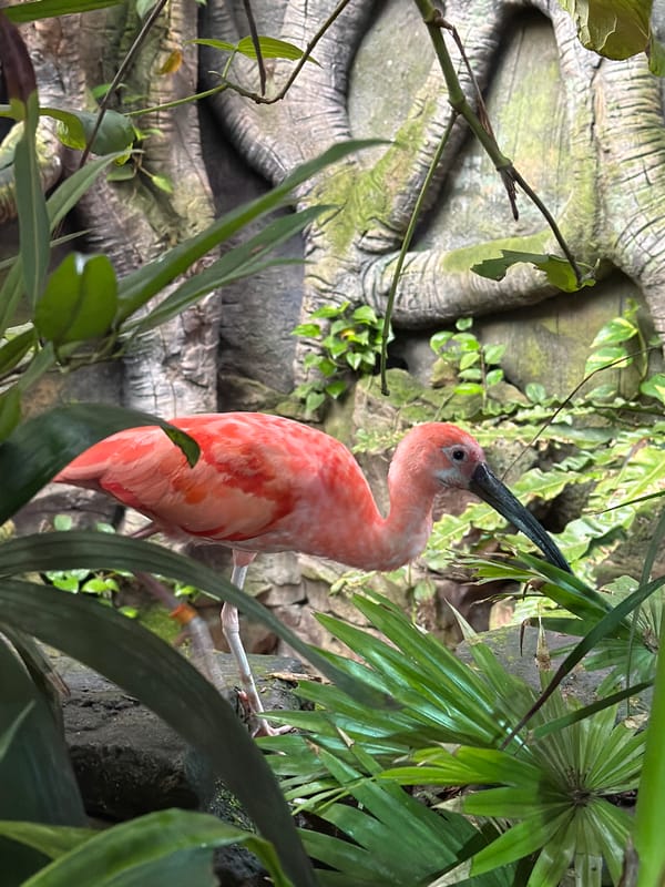 Exploring Dubai's tropical wildlife attraction, birds to bats