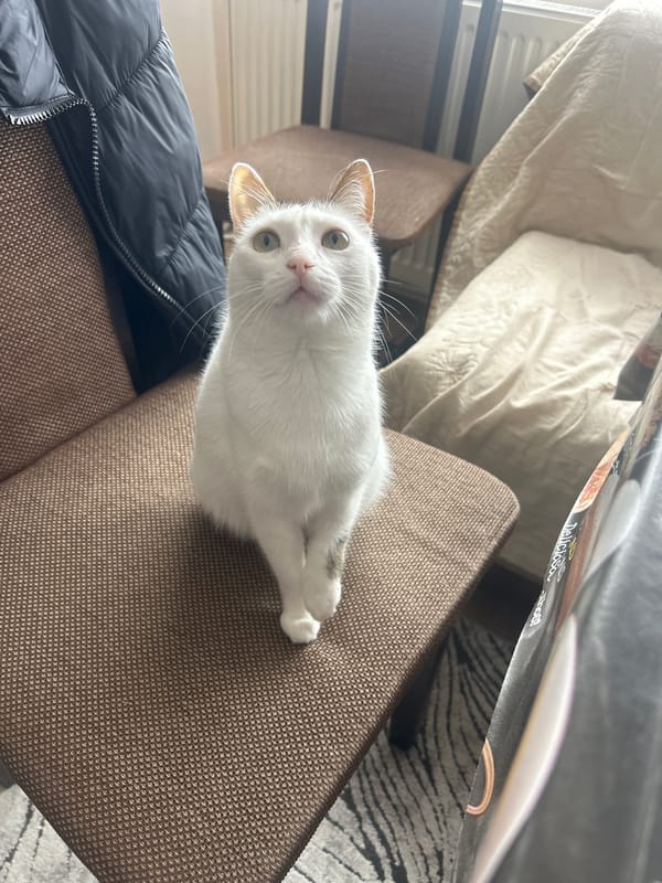 Indoor scenes: cat, gym workout, parked Audi documented