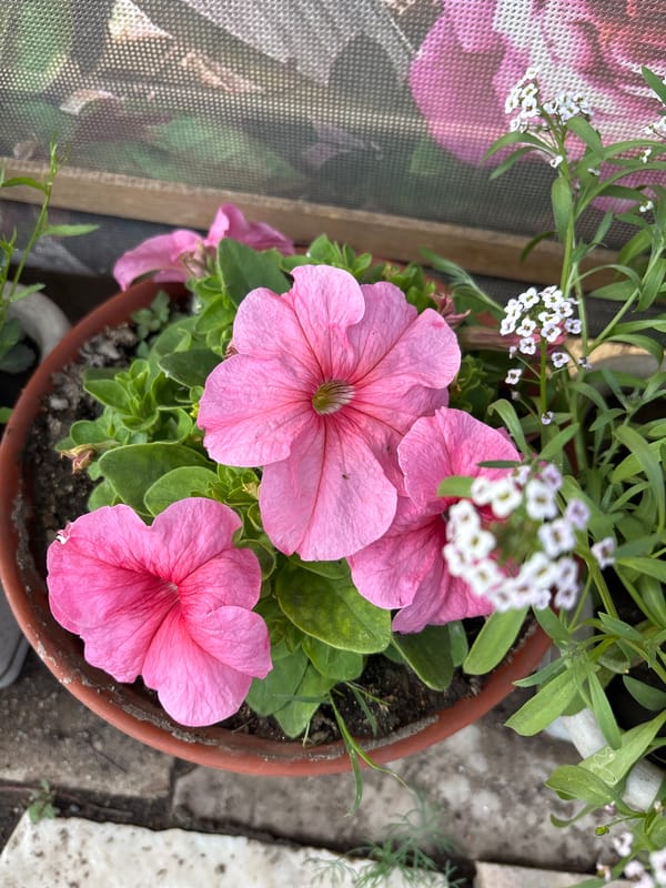 Home Garden Documentation Shows Flowers and Chickens in Chernogorsk