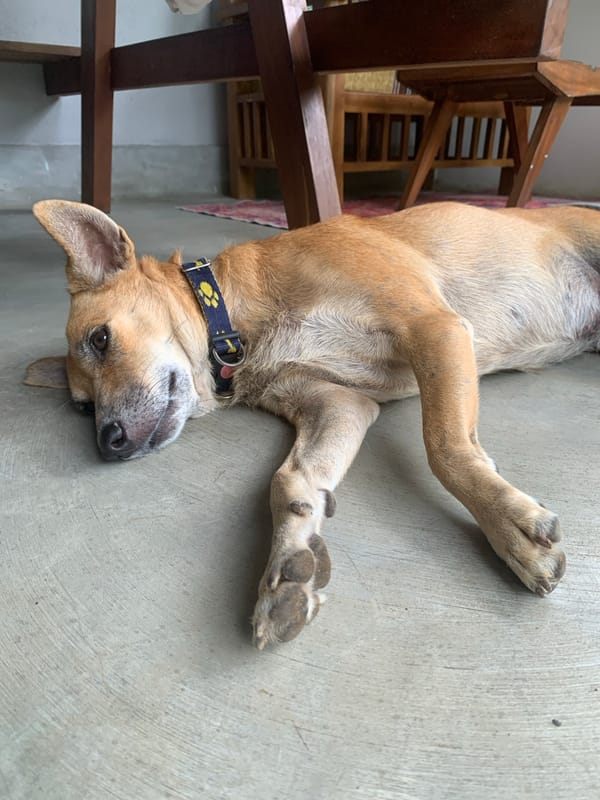 Dog resting on concrete floor in Kabalana, Sri Lanka