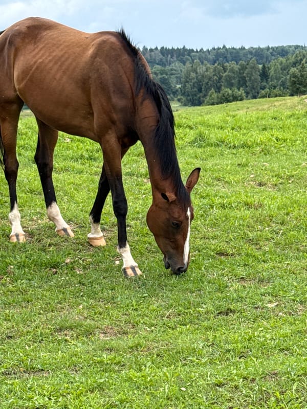 Herd of horses grazing in a Lithuanian pasture on a cloudy morning