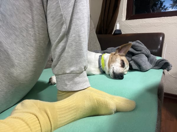 Jack Russell Terrier sleeps on cushion in Bulgaria home
