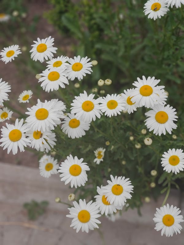 Everyday outdoor life observed in Hadiach, Ukraine