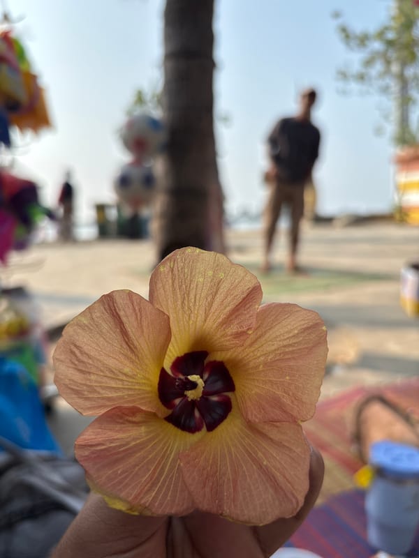 Hibiscus and palms under clear skies in North Jakarta