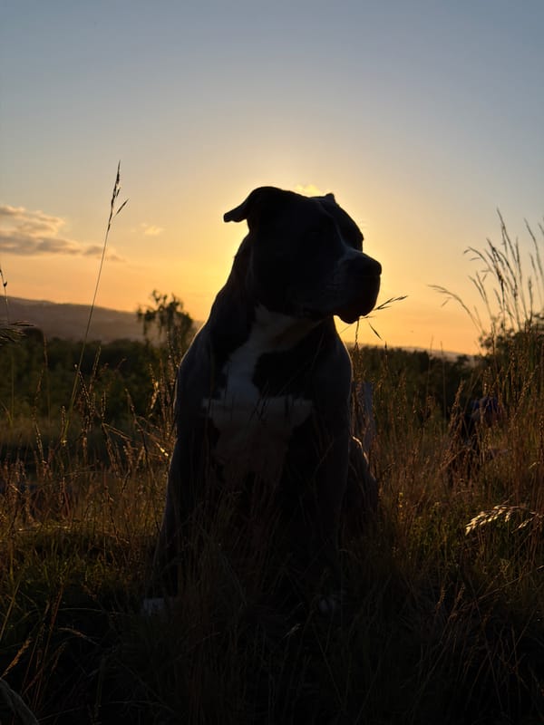 Dog sits in sunset silhouette in Luxembourg