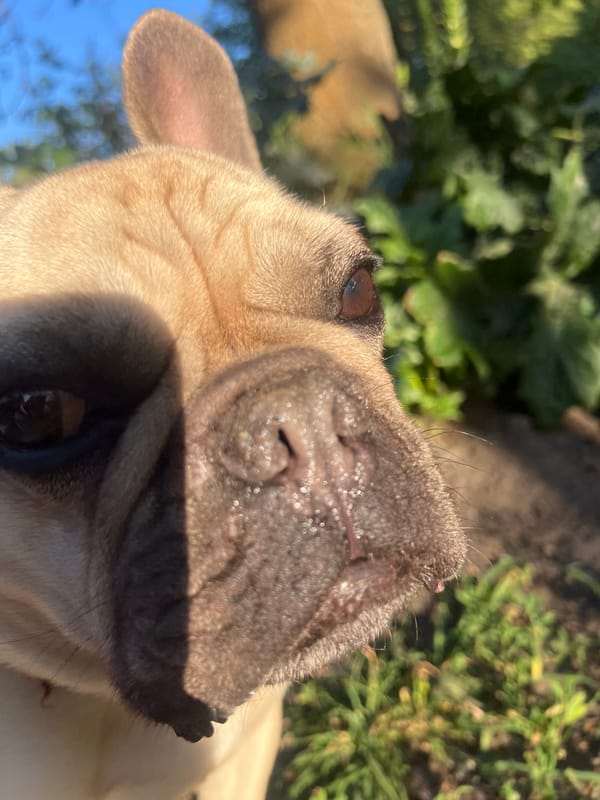 French Bulldog photographed close-up in London