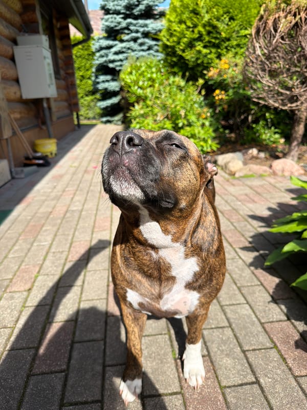 Baloži garden in bloom, dogs, and a quiet morning at home