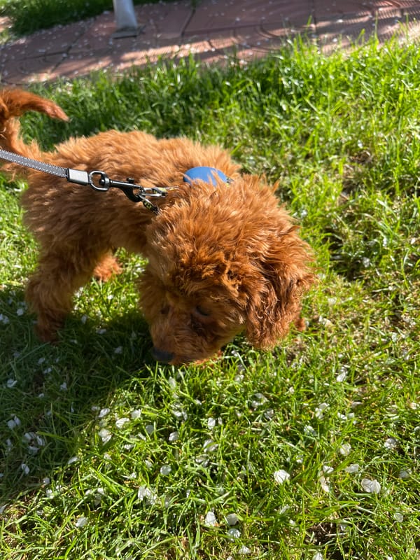 Morning moments with brown poodle documented across Sofia locations
