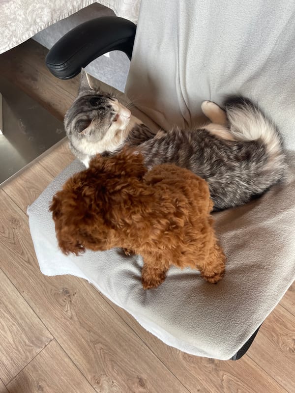 Poodle puppy and tabby cat share playful moments in Sofia
