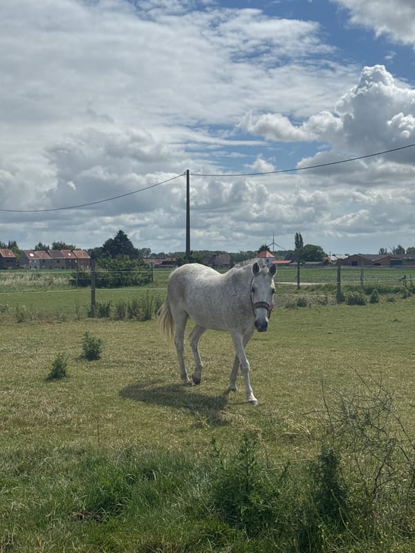Horses graze in Belgian countryside amid blooming poppies