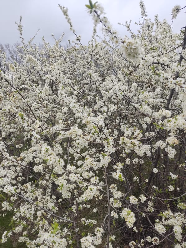Spring blooms documented in Khrustalnyi, Ukraine
