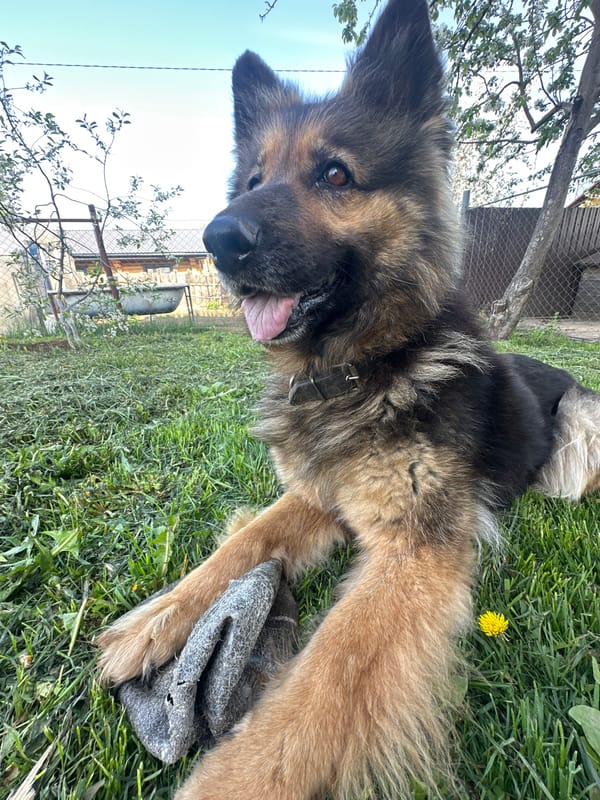 Dog plays while gardener tills soil in Chaikovsky