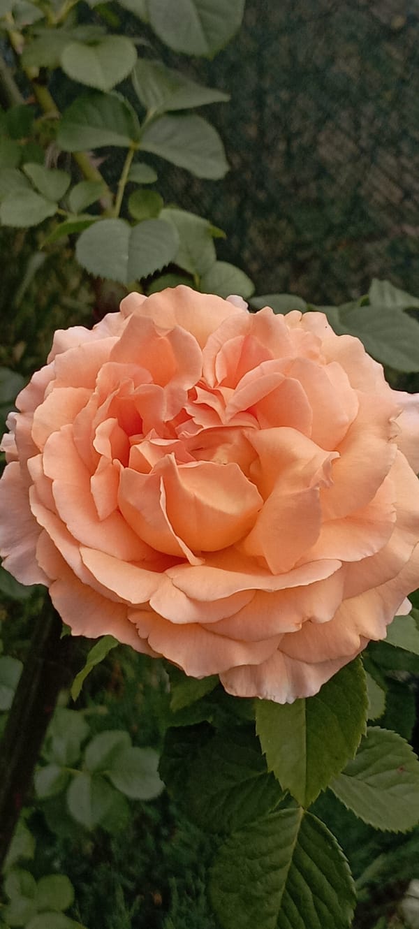 A blooming garden in Radisne, with roses and a cat