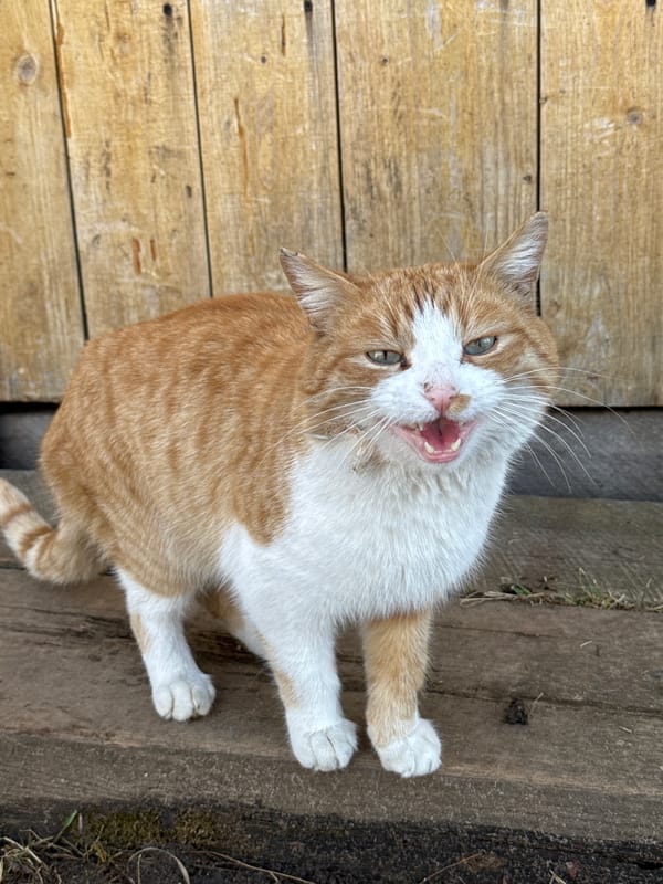 Cat caught meowing on wooden surface in Кемуль, Russia